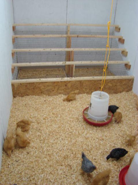 54259_inside_coop_6.jpg