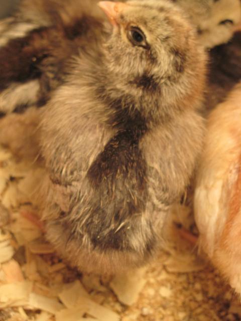 54273_104.jpg