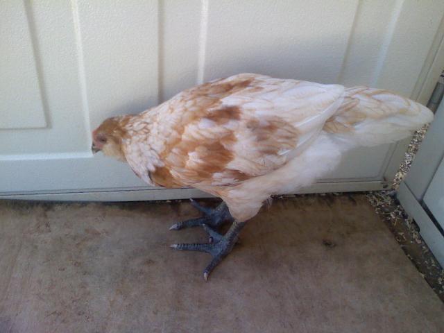54290_ameraucana_8wk_chick.jpg