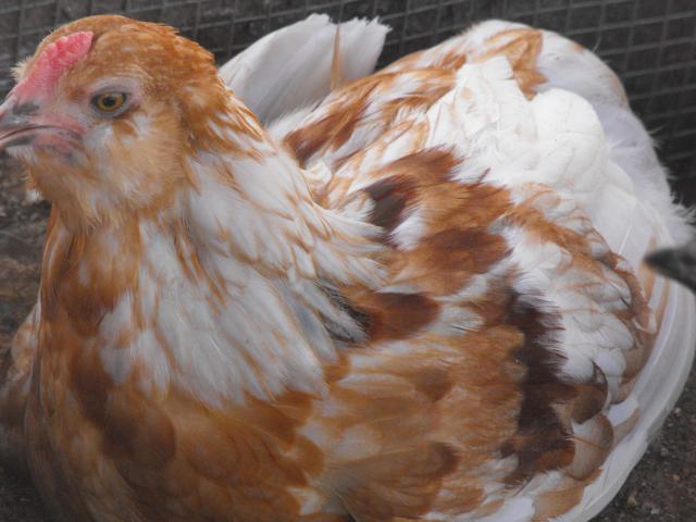 54290_ameraucana_roo_11wks.jpg