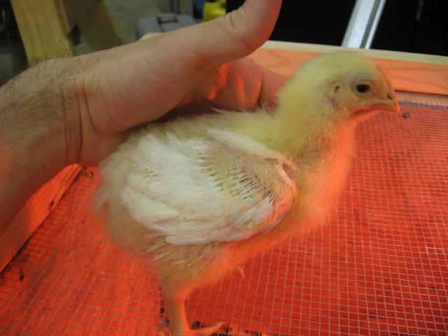 54294_chick10001.jpg