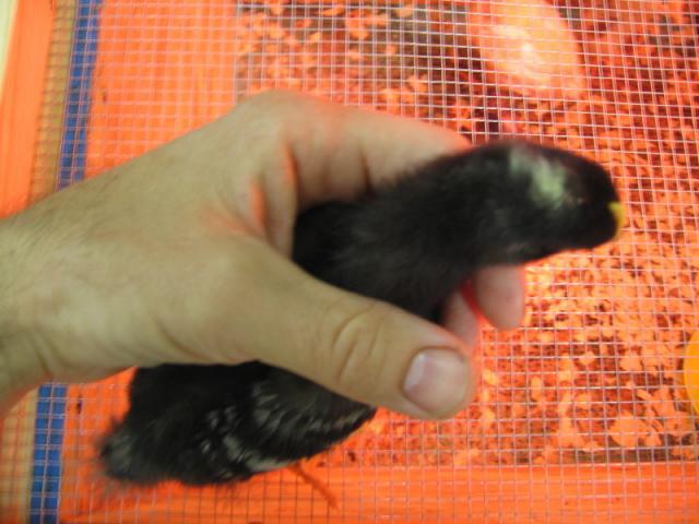 54294_chick20001.jpg