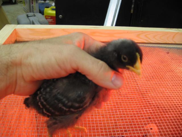 54294_chick30001.jpg