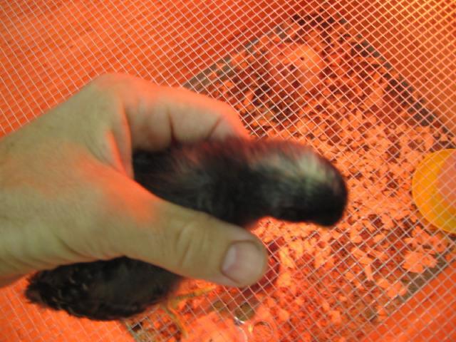 54294_chick30002.jpg