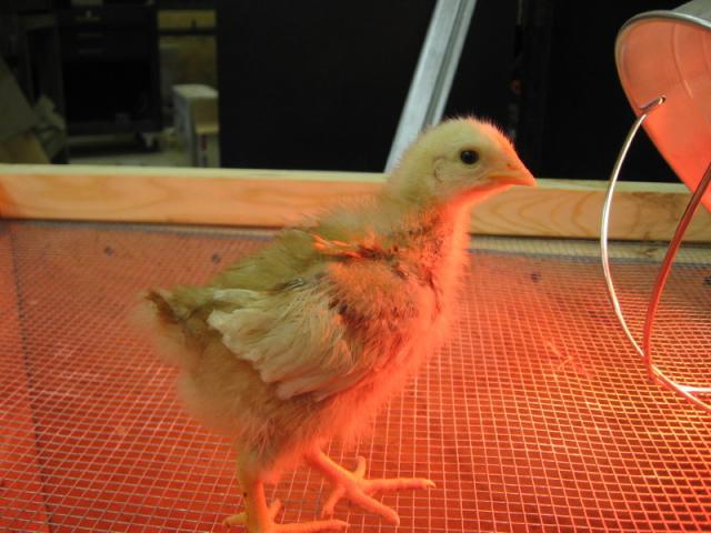 54294_chick50001.jpg