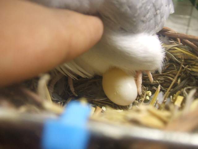 5429_2006_0101dove0002.jpg
