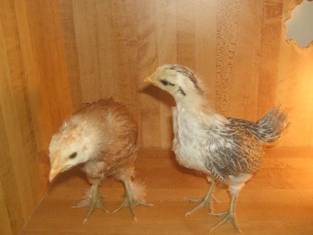 5429_2006_0101updatepics0004.jpg