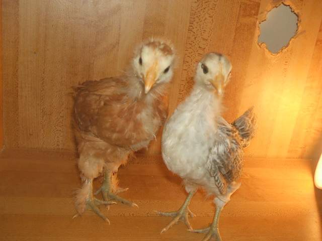 5429_2006_0101updatepics0010.jpg