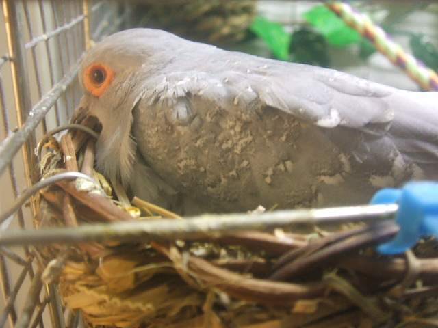 5429_2009_0203broody0001.jpg