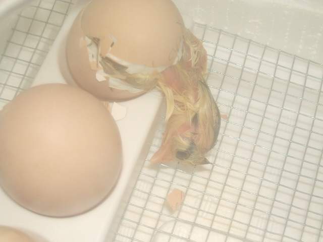 5429_2009_0206babies0004.jpg