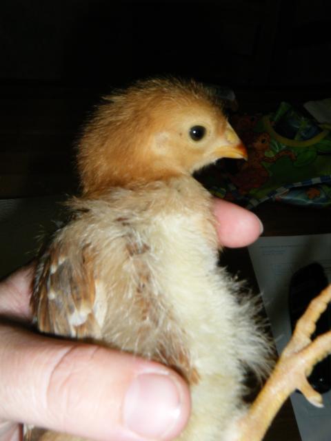 54303_dscf0600.jpg