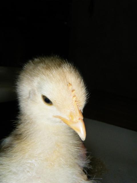 54303_dscf0601.jpg