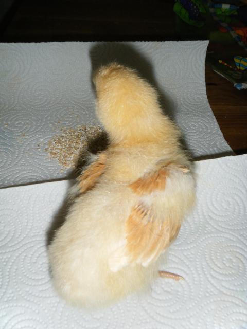 54303_dscf0605.jpg