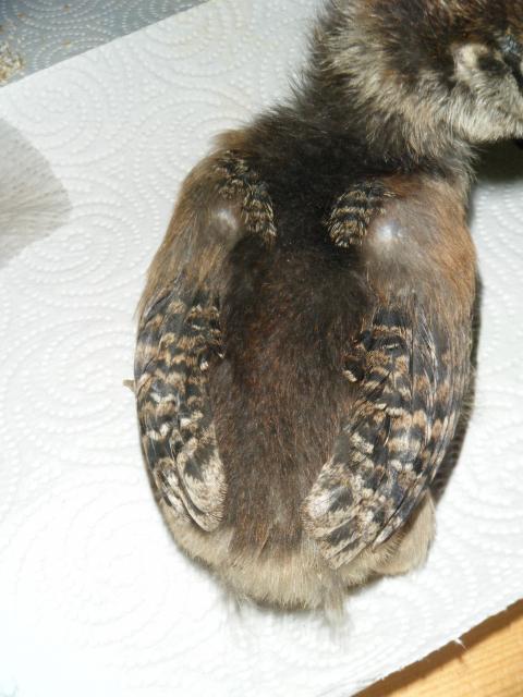 54303_dscf0635.jpg