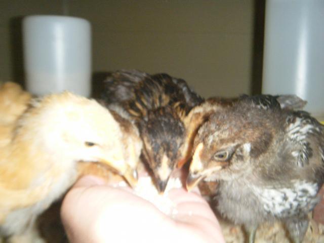 54303_dscf0698.jpg