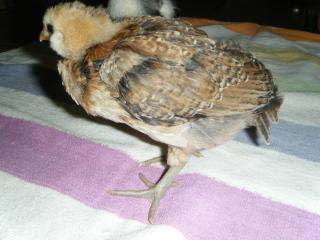 54303_dscf2397.jpg
