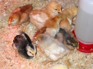 54325_chicks4_008.jpg