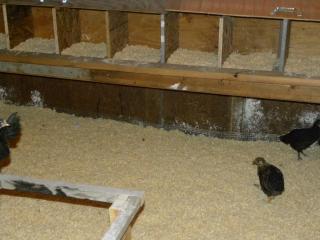54360_nest_penthouse.jpg