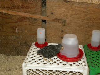 54360_working_on_new_waterer_also.jpg