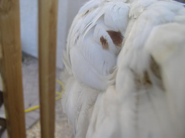 54363_chickens_001.jpg