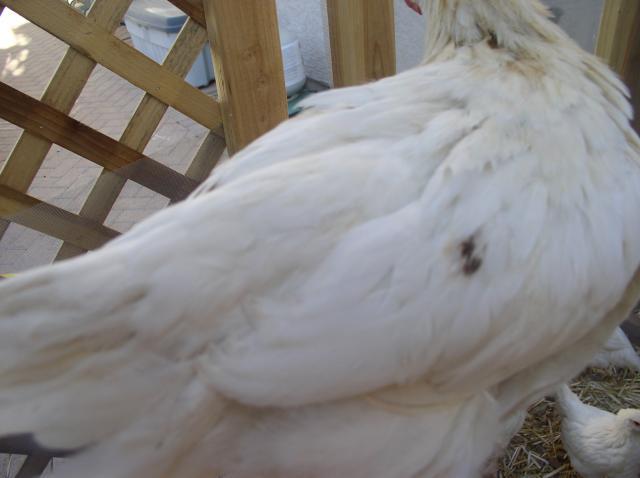 54363_chickens_002.jpg
