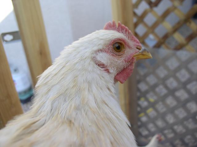 54363_chickens_003.jpg