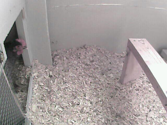 54368_heleninnestbox.jpg