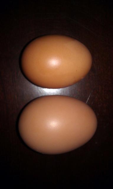 54368_helens_eggs_from_91111.jpg