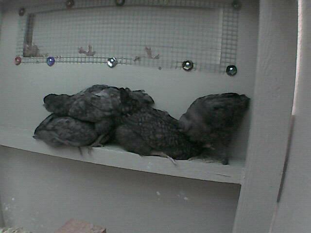 54368_huhnhaus_05-12-2011_075745pm.jpg