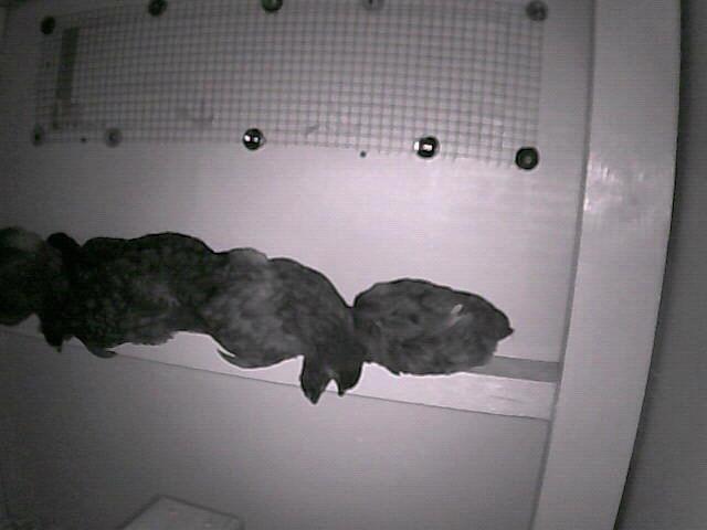 54368_huhnhaus_05-12-2011_085700pm.jpg