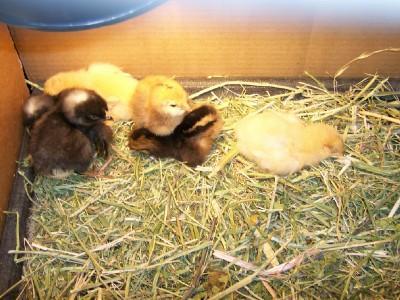 54371_babychicks.jpg