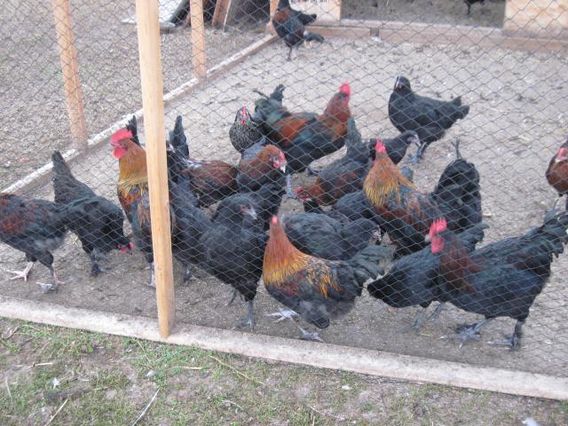 54453_black_marans_003.jpg