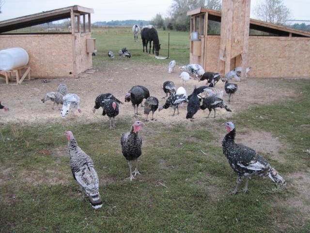 54453_black_marans_004.jpg