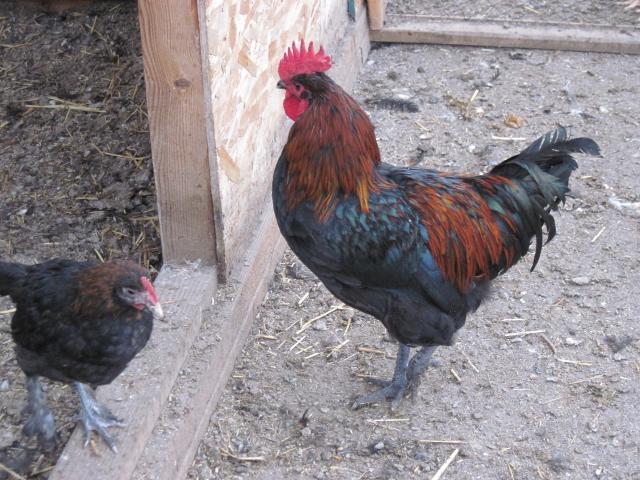 54453_black_marans_012.jpg