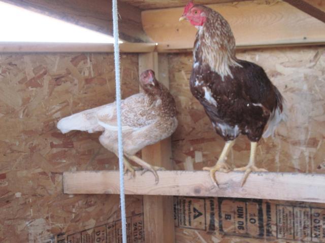 54453_black_marans_016.jpg