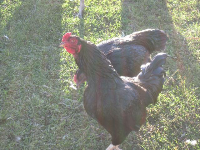 54453_black_marans_018.jpg