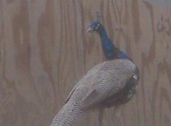54457_img00236.jpg