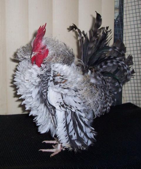 54479_at5mo.jpg