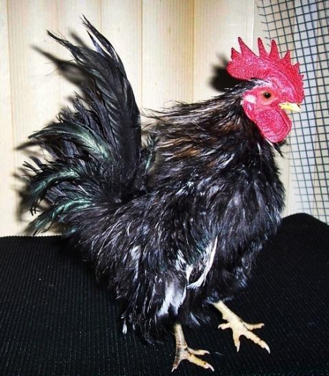 54479_bo8.jpg