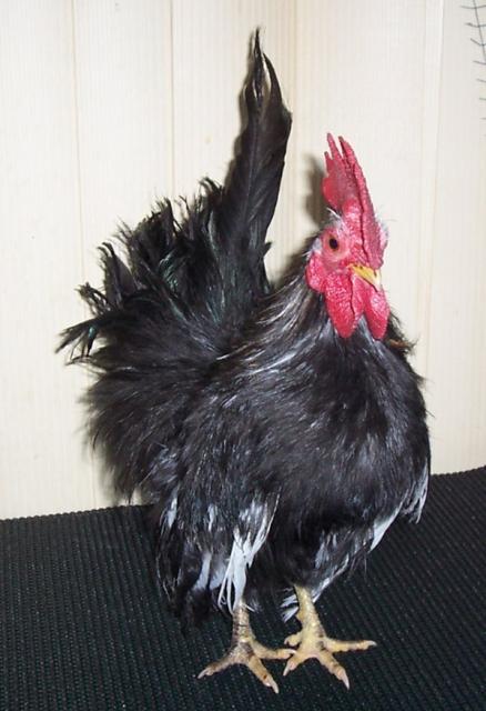 54479_largbo1.jpg