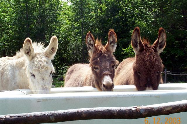 54480_donkeys_tuffy_and_sierradaisy.jpg
