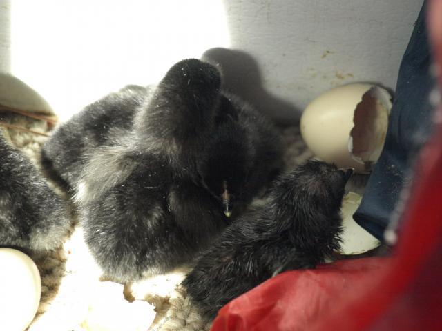 54482_11-11-10_pixie_babies_005.jpg
