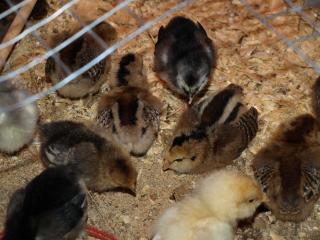 54482_6_days_old_chicks_oct2010_018.jpg