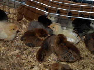 54482_6_days_old_chicks_oct2010_023.jpg