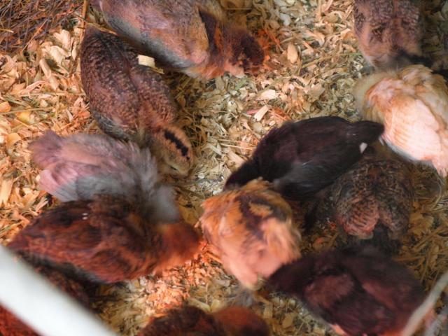 54482_babies_11-6-10_006.jpg