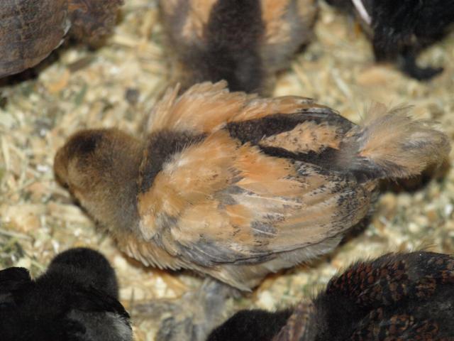 54482_babies_11-6-10_010.jpg