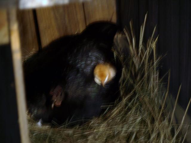 54482_firstborn11-1-10.jpg