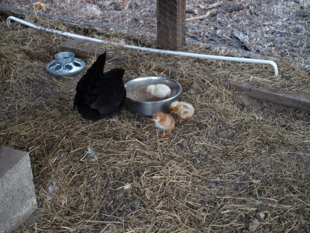 54482_new_babies_11-2-10_016.jpg