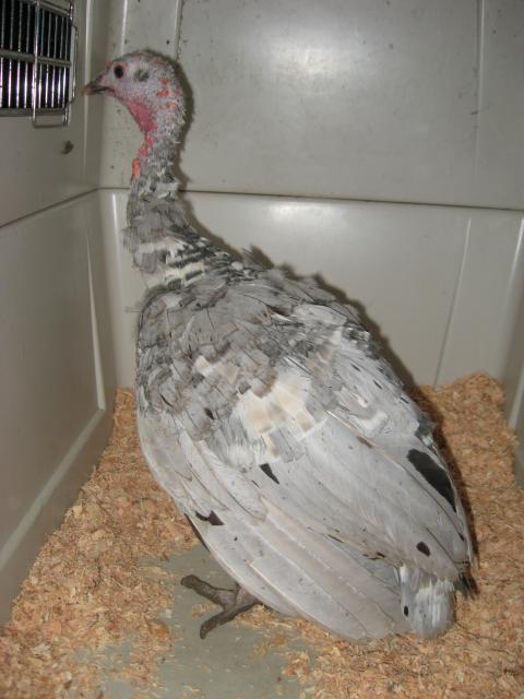 54514_new_turkey_002.jpg