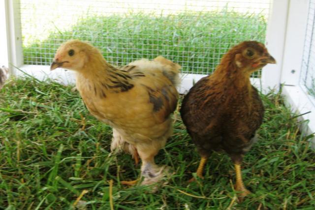 54525_chickens_continued_002.jpg